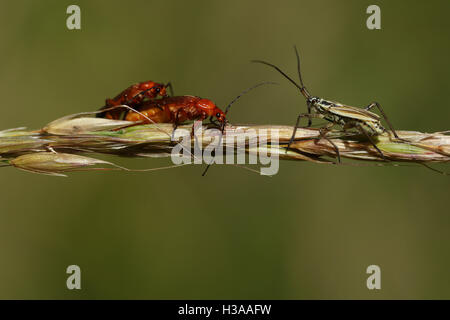 Paarung zweier rot Soldier Beetle (Rhagonycha Fulva) von einer Wiese Pflanze Bug (Leptopterna Dolabrata) auf dem Rasen beobachtet. Stockfoto