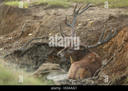Ein Rotwild-Hirsch (Cervus Elaphus) schwelgen in einem Schlamm-Pool, im Richmond Park, London Borough of Richmond upon Thames. Stockfoto