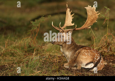 Damhirsch Hirsch (Dama Dama) ruhen in einem Waldgebiet in der Brunft. Stockfoto