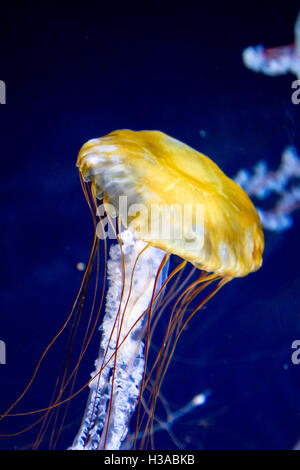 Pazifischen Meer Brennnessel (Chrysaora Fuscescens) in einem Aquarium. Stockfoto