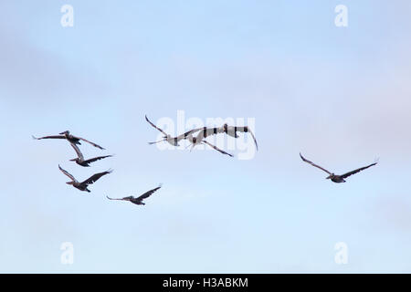 Braune Pelikane (Pelecanus Occidentalis) fliegen über San Francisco, Kalifornien, USA am Abend. Stockfoto