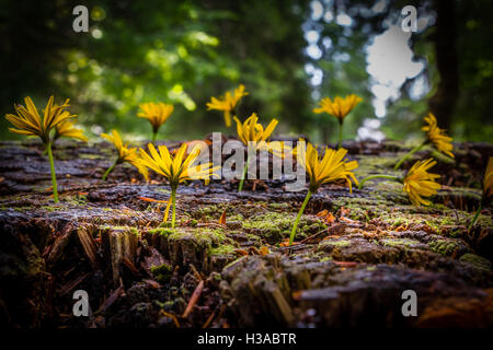 Gelbe wilde Blumen wachsen auf einem Holzstamm fallenden Moos im Wald Stockfoto
