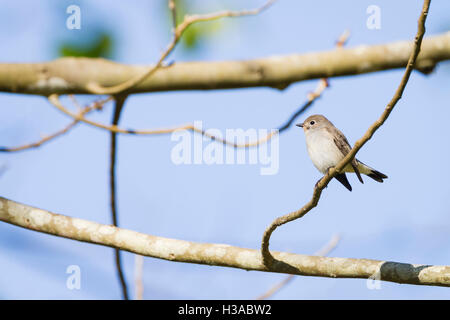 Taiga-Fliegenschnäpper (Ficedula Horste) thront auf Zweig. DOI Pha Hom Pok Nationalpark. Thailand. Stockfoto