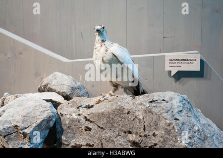 Gefüllte Alpenschneehuhn (Lagopus Muta). Haus der Berge. Nationalpark Berchtesgaden. Oberbayern. Deutschland. Stockfoto