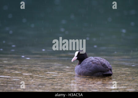 Gemeinsamen Blässhuhn (Fulica Atra) unter dem Regen. Hintersee-See. Oberbayern. Deutschland. Stockfoto