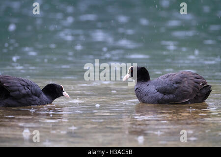 Zwei gemeinsame Blässhuhn (Fulica Atra) in einem territorialen Streit. Hintersee-See. Oberbayern. Deutschland. Stockfoto