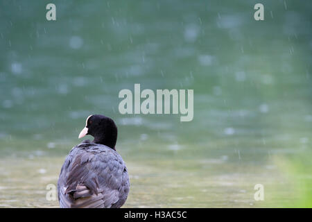 Gemeinsamen Blässhuhn (Fulica Atra) unter dem Regen. Hintersee-See. Oberbayern. Deutschland. Stockfoto