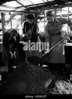 Landdienst Mädchen bei der Arbeit im Gewächshaus, 1940 Stockfoto