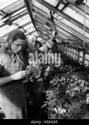 Landdienst Mädchen bei der Arbeit im Gewächshaus, 1940 Stockfoto