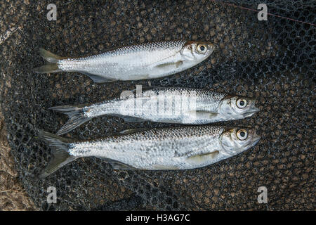 Süßwasserfische, die gerade aus dem Wasser genommen werden. Mehreren Ablet oder Ukelei Fisch, Plötze und Brassen Angeln natürlichen Hintergrund. Stockfoto