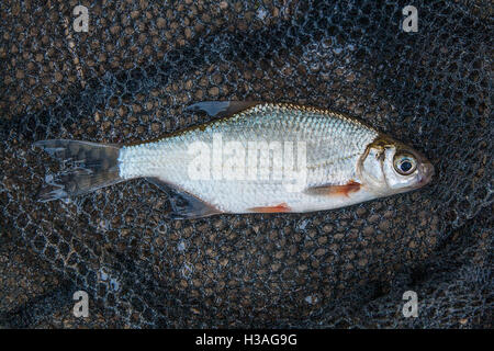 Süßwasserfische, die gerade aus dem Wasser genommen werden. Mehreren Ablet oder Ukelei Fisch, Plötze und Brassen Angeln natürlichen Hintergrund. Stockfoto