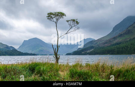 Ein einsamer Baum am Ufer des Wassers im Lake District, mit einem stürmischen Himmel Buttermere Stockfoto