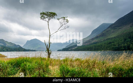 Ein einsamer Baum am Ufer des Wassers im Lake District, mit einem stürmischen Himmel Buttermere Stockfoto