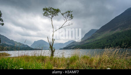 Ein einsamer Baum am Ufer des Wassers im Lake District, mit einem stürmischen Himmel Buttermere Stockfoto