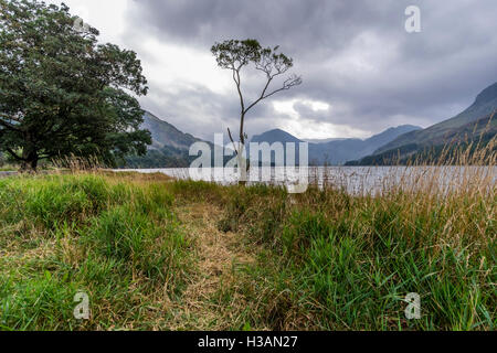 Ein einsamer Baum am Ufer des Wassers im Lake District, mit einem stürmischen Himmel Buttermere Stockfoto