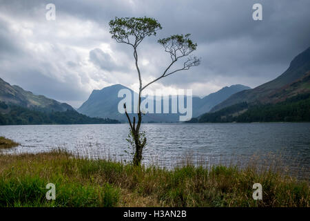 Ein einsamer Baum am Ufer des Wassers im Lake District, mit einem stürmischen Himmel Buttermere Stockfoto