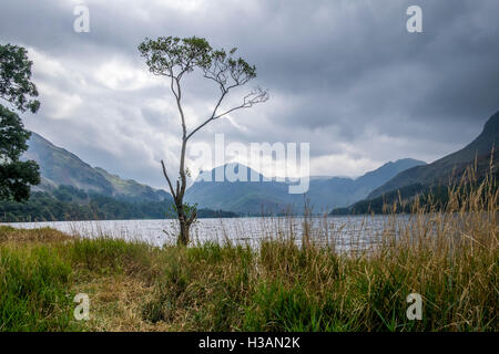 Ein einsamer Baum am Ufer des Wassers im Lake District, mit einem stürmischen Himmel Buttermere Stockfoto