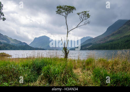 Ein einsamer Baum am Ufer des Wassers im Lake District, mit einem stürmischen Himmel Buttermere Stockfoto