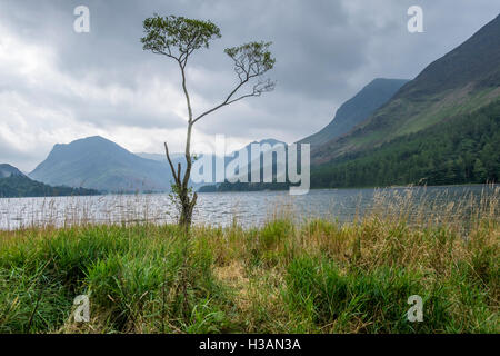Ein einsamer Baum am Ufer des Wassers im Lake District, mit einem stürmischen Himmel Buttermere Stockfoto