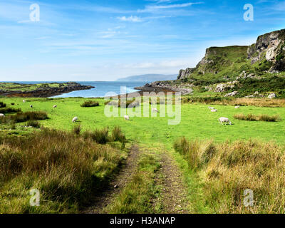 Schafbeweidung am Meer an der Orasaig Bucht auf der Insel Kerrera Argyll und Bute Schottland Stockfoto