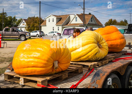 Riesige Kürbisse auf dem Roland-Kürbis-Festival in Roland, Manitoba, Kanada. Stockfoto