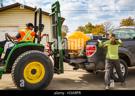 Riesige Kürbisse auf dem Roland-Kürbis-Festival in Roland, Manitoba, Kanada. Stockfoto