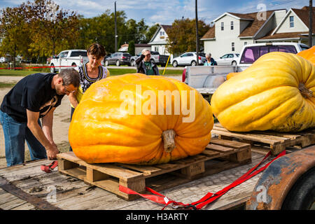 Riesige Kürbisse auf dem Roland-Kürbis-Festival in Roland, Manitoba, Kanada. Stockfoto