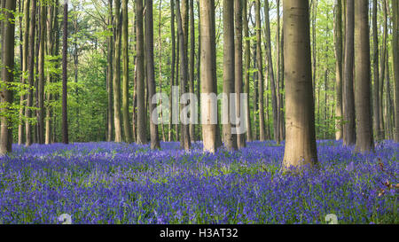 Bluebell Holz der Hallerbos in Halle, Belgien Stockfoto