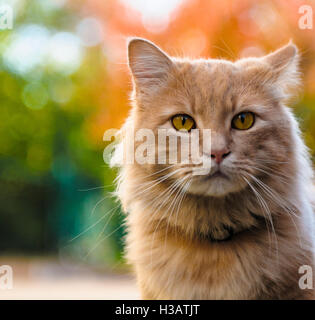Eine rote Katze in einem Hof in Vicenza, Vneto, Italien Stockfoto