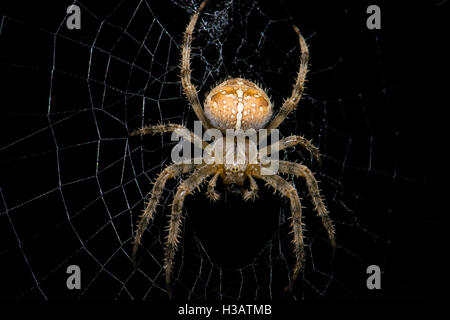 Kreuz Orbweaver Spider Stockfoto