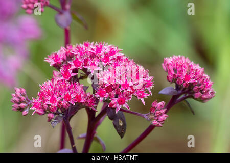 Sternenhimmel rosa Blüten der Fetthenne, Sedum Telephium "Lila Kaiser" Stockfoto