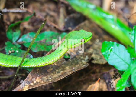 Grüne Pit Viper Schlange, asiatische Pit Viper Schlange in der Natur Stockfoto
