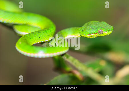 Grüne Pit Viper Schlange, asiatische Pit Viper Schlange in der Natur Stockfoto