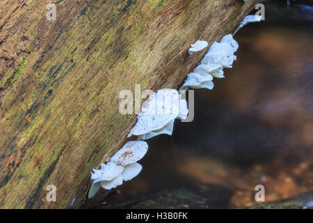 Pilz im tiefen Wald, Thailand hautnah Stockfoto