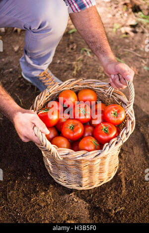 Mittelteil des Gärtners mit Tomaten in Korb im Garten Stockfoto