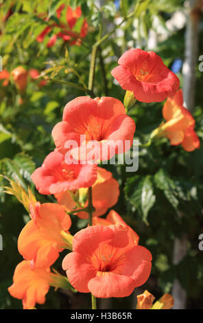 Chinesische Trompete Creeper (Campsis Grandiflora) Blume auf Ile Aux Moines, Morbihan, Bretagne, Frankreich Stockfoto
