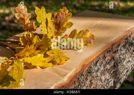 Herbst-Eiche Blätter auf Bank Stockfoto