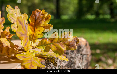 Herbst Eichenlaub auf Bank Stockfoto