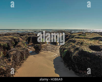 Herbstsonne, blauer Himmel, Sand, Algen, Fels-Pools und Rinnen bei Ebbe sichtbar in der Nähe der Küste Stadt Exmouth, Devon. Stockfoto