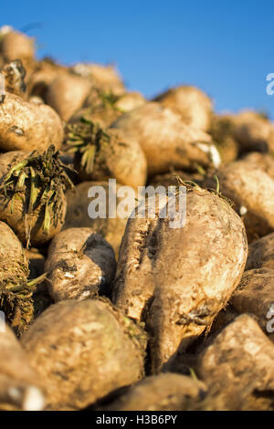Zuckerrüben hautnah. Haufen von organischen Zuckerrüben auf dem Feld nach der Ernte. Stockfoto