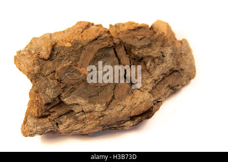 Makroaufnahme von Stein versteinertes Holz isoliert auf weißem Hintergrund Stockfoto