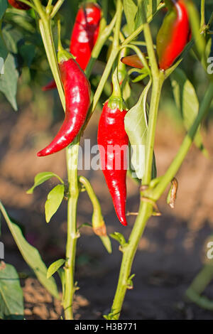 Paprika wächst in den organischen Gemüsegarten Stockfoto
