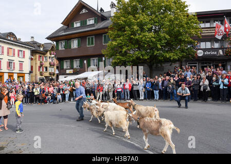 Kerns, Schweiz - 1 Oktober 2016: Landwirte mit einer Herde von Ziegen auf der jährlichen Almauftrieb in Kerns in den Schweizer Alpen Stockfoto