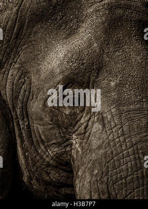 Bild von afrikanischen Elefanten hautnah Stockfoto