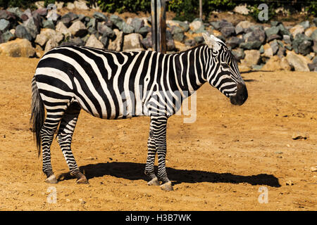 Maneless Zebra Stockfoto