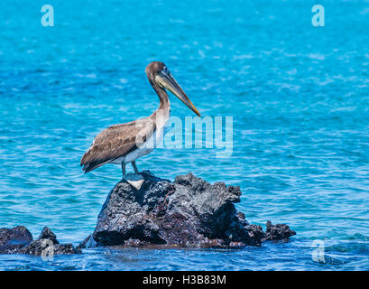 Ecuador, Galápagos-Inseln, brauner Pelikan (Pelecanus Occidentalis Urinato) im Post Office Bay, Isla Santa Maria, Floriana Island Stockfoto