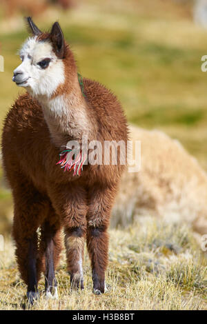 Juvenile Alpaka (Lama Pacos) Stockfoto