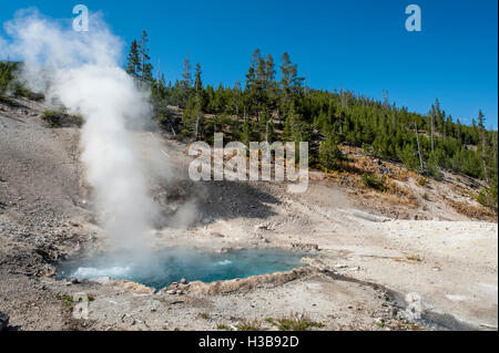 Geysir-Vent und kochende Pool entspringt in Norris Geyser Basin, Yellowstone-Nationalpark, Wyoming, USA. Stockfoto