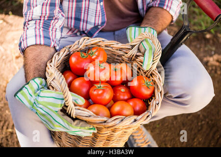 Mittelteil des Gärtners mit frischen Tomaten in Korb mit Schaufel im Garten Stockfoto