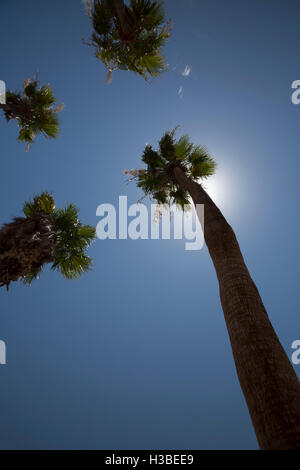 Boulder City, Nevada - Palmen in der Wüste von Nevada. Stockfoto